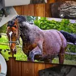 Jigsaw Puzzle Horses Edition