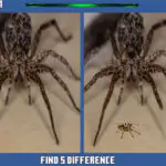 Spider Hidden Difference